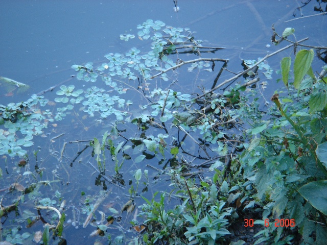 640x480 pixels (146K)